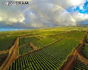 Lot 13 Kaanapali Coffee Farms