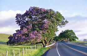 Jacaranda