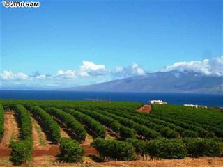 Kaanapali Coffee Farms Lot 11